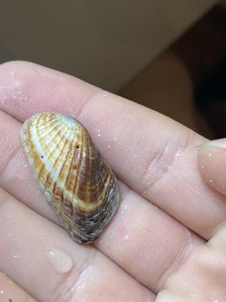 Carditamera bajaensis