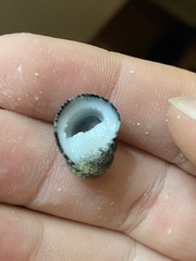 Nerita funiculata