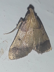 Pyralis pictalis