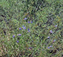 Penstemon gracilentus