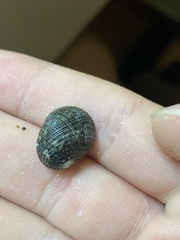 Nerita funiculata