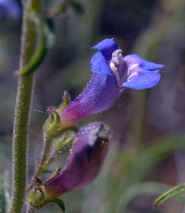 Penstemon gracilentus