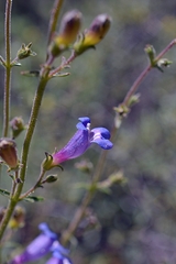 Penstemon gracilentus