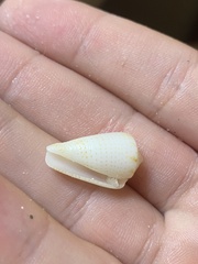 Conasprella perplexa