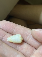 Conasprella perplexa