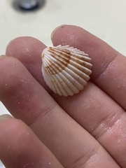 Trachycardium procerum