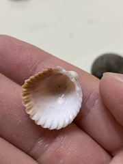 Trachycardium procerum