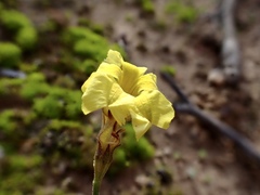 Goodenia fascicularis