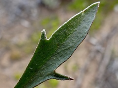 Goodenia fascicularis