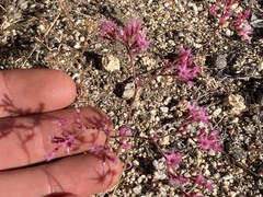 Chorizanthe fimbriata