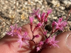 Chorizanthe fimbriata