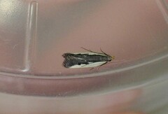 Dichomeris serrativittella