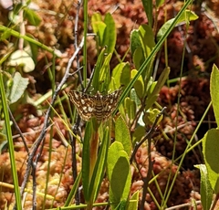 Elophila ekthlipsis