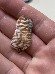 Arca pacifica