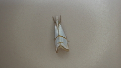 Pseudargyria interruptella