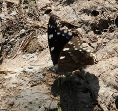 Charaxes guderiana guderiana