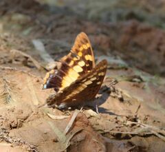 Charaxes guderiana guderiana