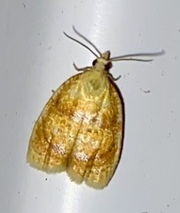Acleris curvalana