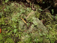 Trapeliopsis granulosa