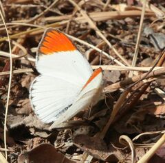 Colotis antevippe gavisa