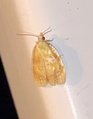 Acleris curvalana