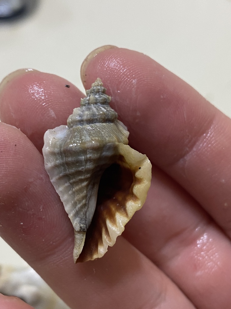 Eupleura muriciformis