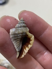 Eupleura muriciformis