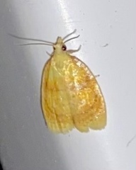Acleris curvalana