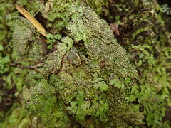 Trapeliopsis granulosa