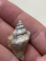 Eupleura muriciformis