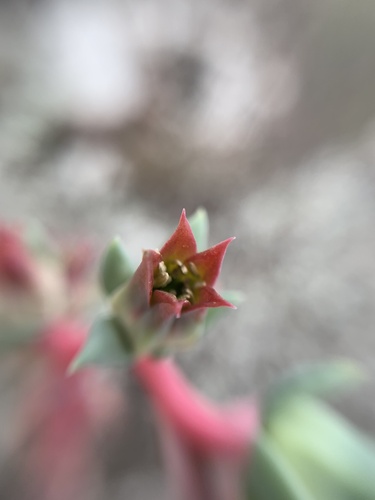 Echeveria heterosepala