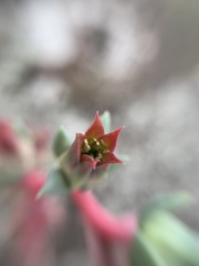 Echeveria heterosepala