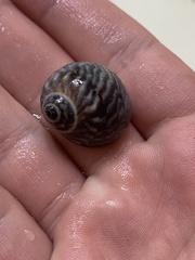 Notocochlis chemnitzii