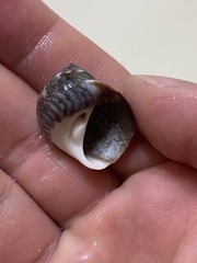 Notocochlis chemnitzii