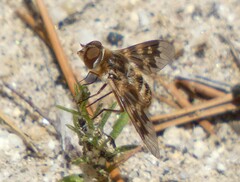 Thyridanthrax nugator