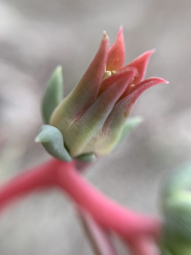 Echeveria heterosepala
