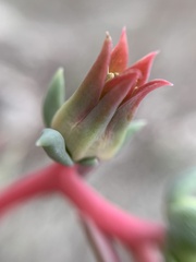 Echeveria heterosepala