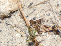 Thyridanthrax nugator