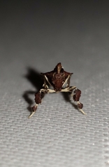 Galasa nigrinodis