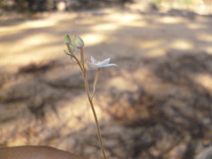 Cranichis ciliilabia