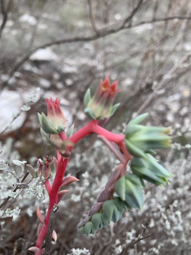 Echeveria heterosepala