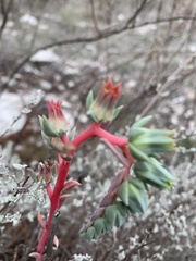 Echeveria heterosepala