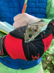 Peromyscus maniculatus gracilis