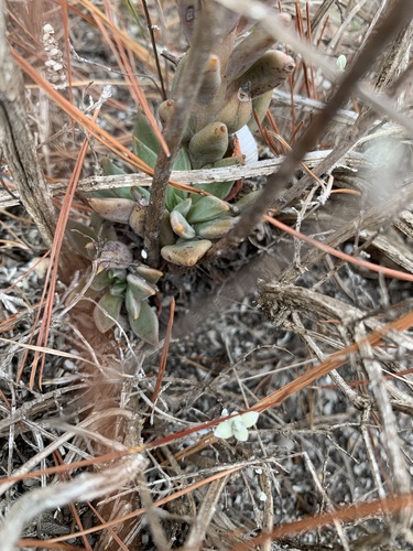 Echeveria heterosepala
