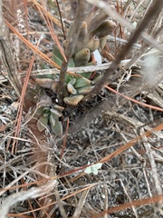 Echeveria heterosepala
