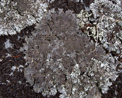 Parmelia saxatilis image