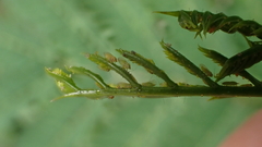 Heteropsylla