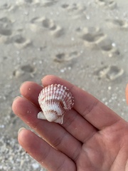 Argopecten ventricosus