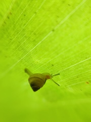 Trochomorphoidea