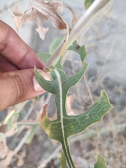 Lactuca serriola